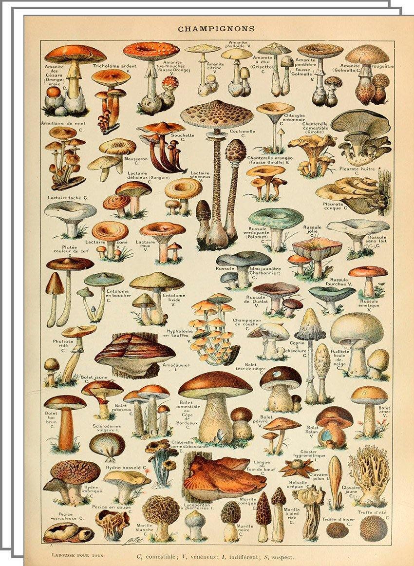 Lithographie ancienne 1928 A. Millot - Poissons Lithographie ancienne 1928 A. Millot - Poissons