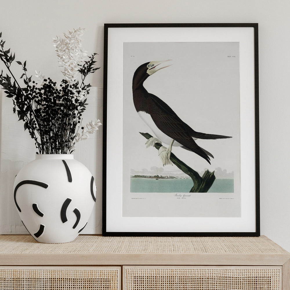 Booby Gannet From Birds of America (1827) - Art Print by John James Audubon