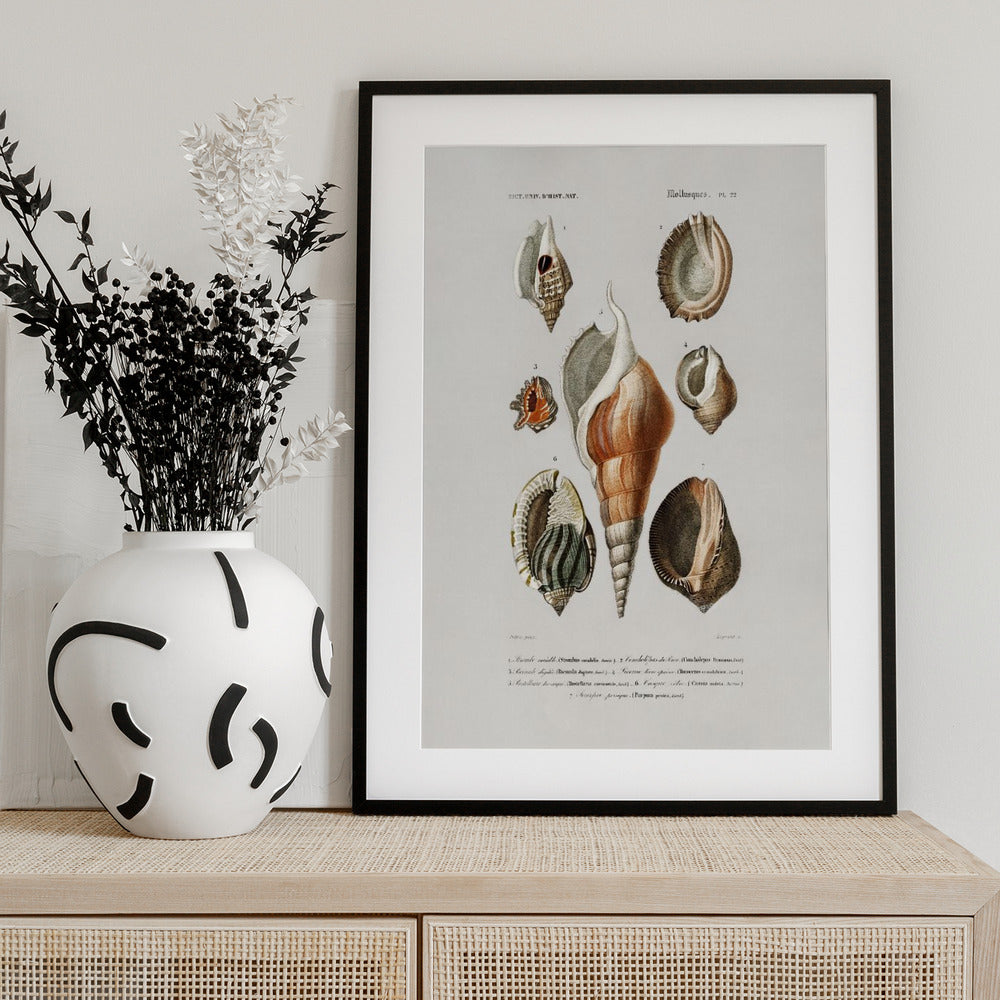 Different Types of Mollusks - Art Print by Charles Dessalines D Orbigny