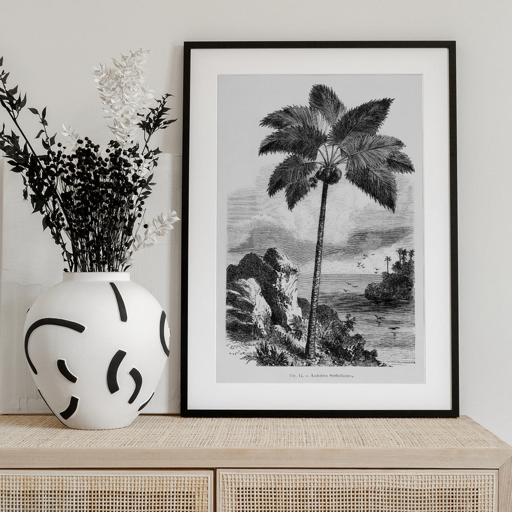 Vintage Palm Tree Drawing I - Art Print by Les Palmiers Histoire Iconographique
