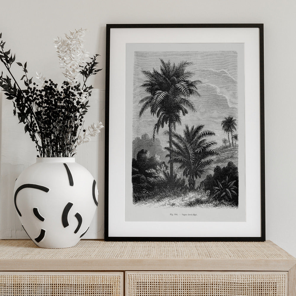 Vintage Palm Tree Drawing V - Art Print by Les Palmiers Histoire Iconographique