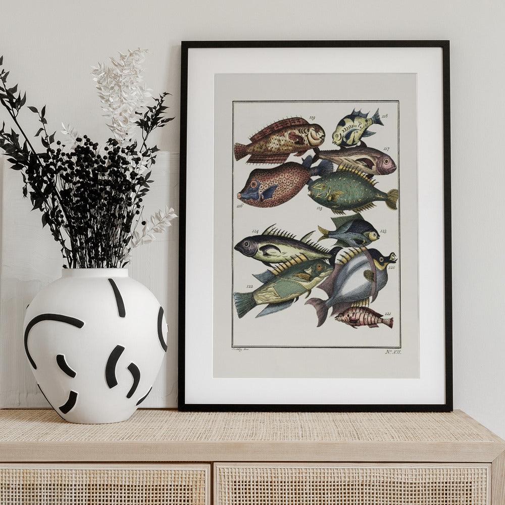 Exotic Fish (1767) By J V Schley - Art Print by Pictufy