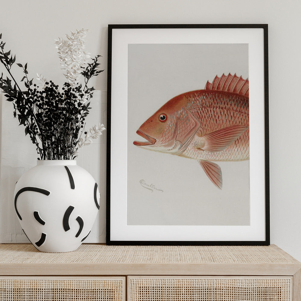 Red Snapper - Art Print by Sherman F. Denton
