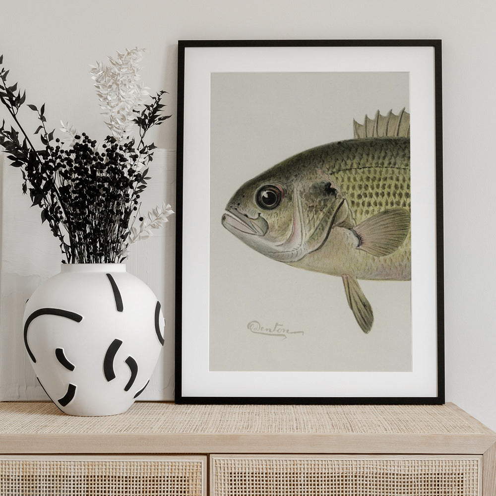 Rock Bass Crop - Art Print by Sherman F. Denton