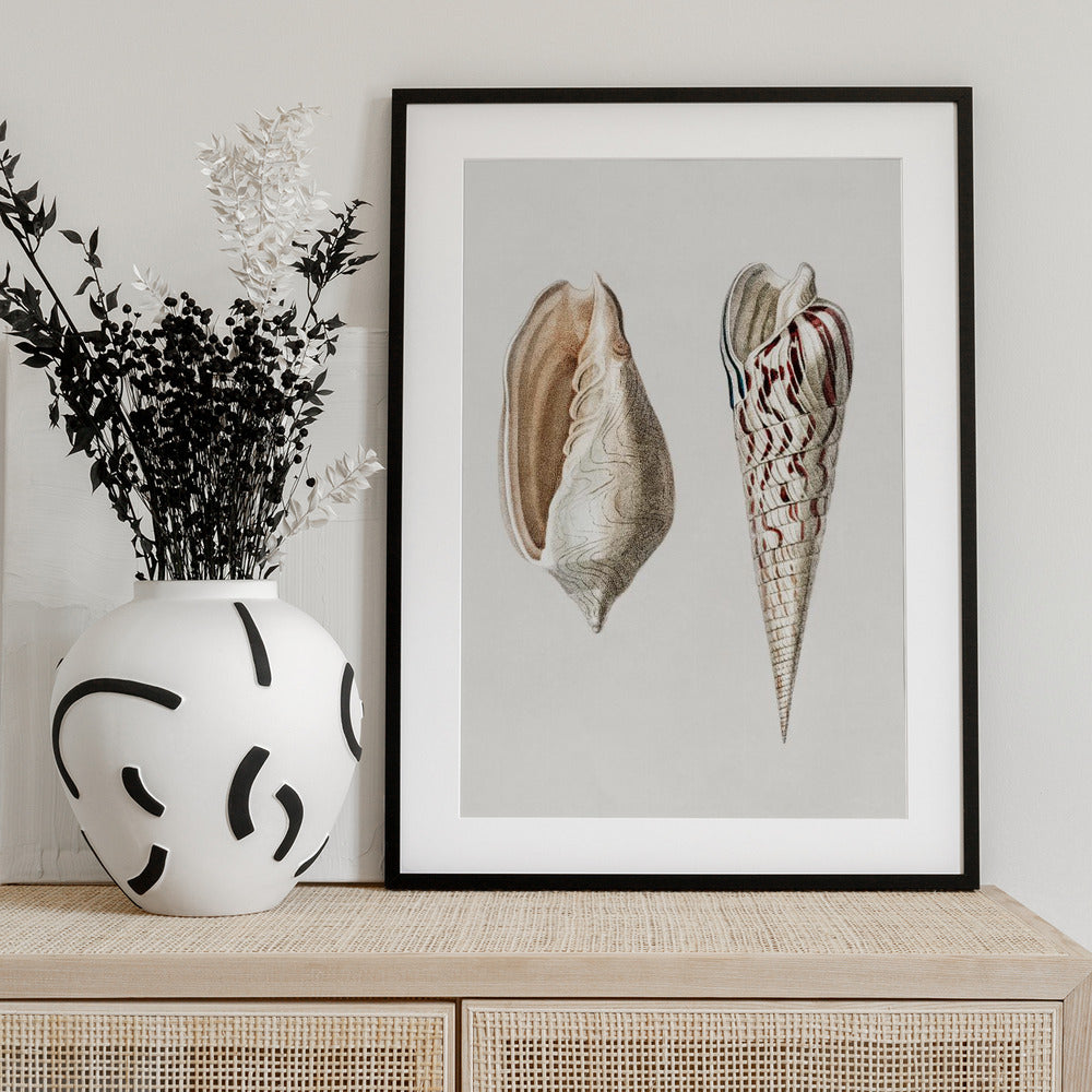 Two Mollusks Crop II - Art Print by Charles Dessalines D Orbigny