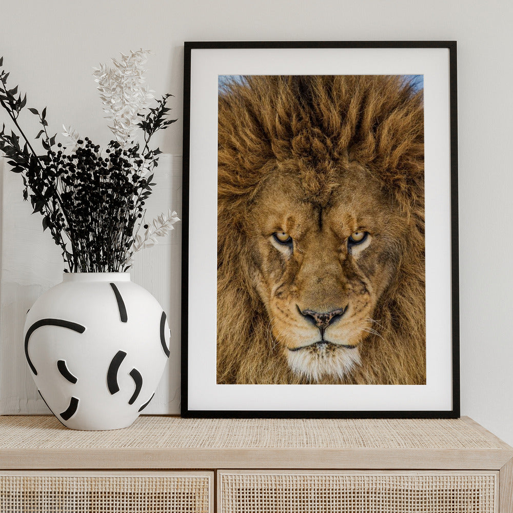 Serious Lion - Art Print by Mike Centioli