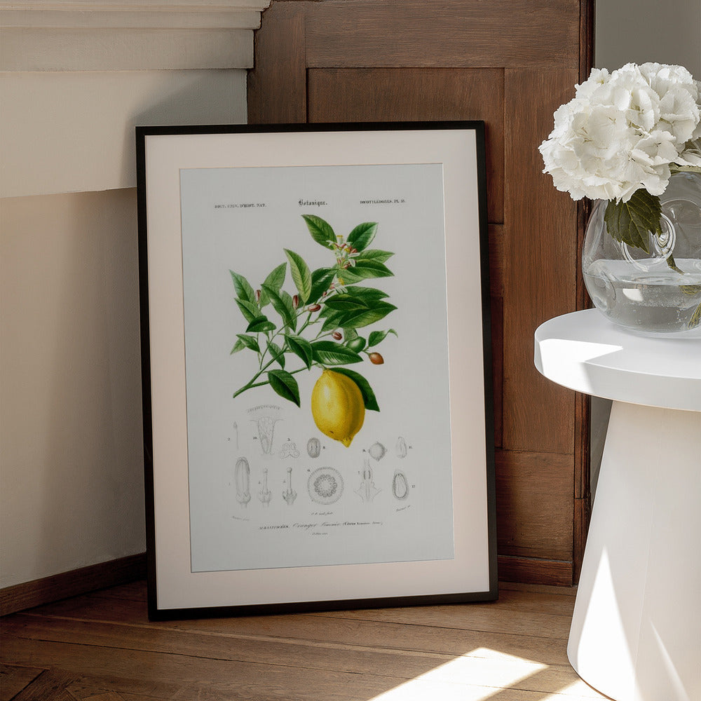 Lemon (citrus Limonium) - Art Print by Charles Dessalines D Orbigny