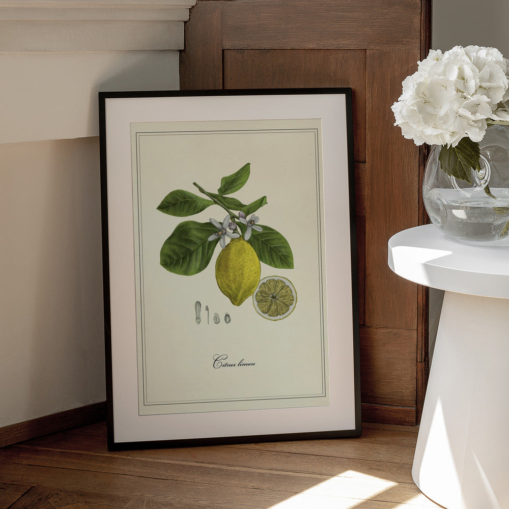 Lemon - Art Print by Giulia Borsi