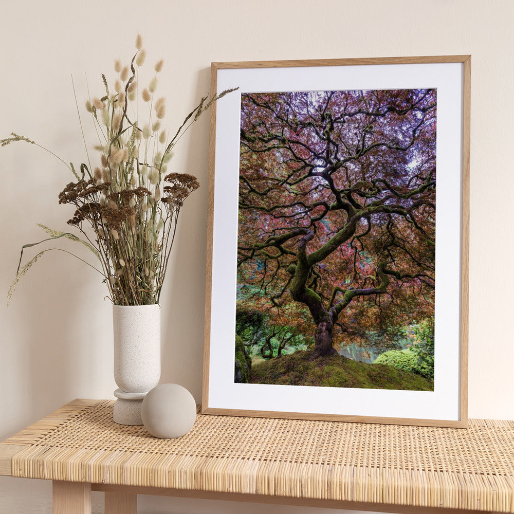 Japanese Maple Tree - Art Print by Mike Centioli