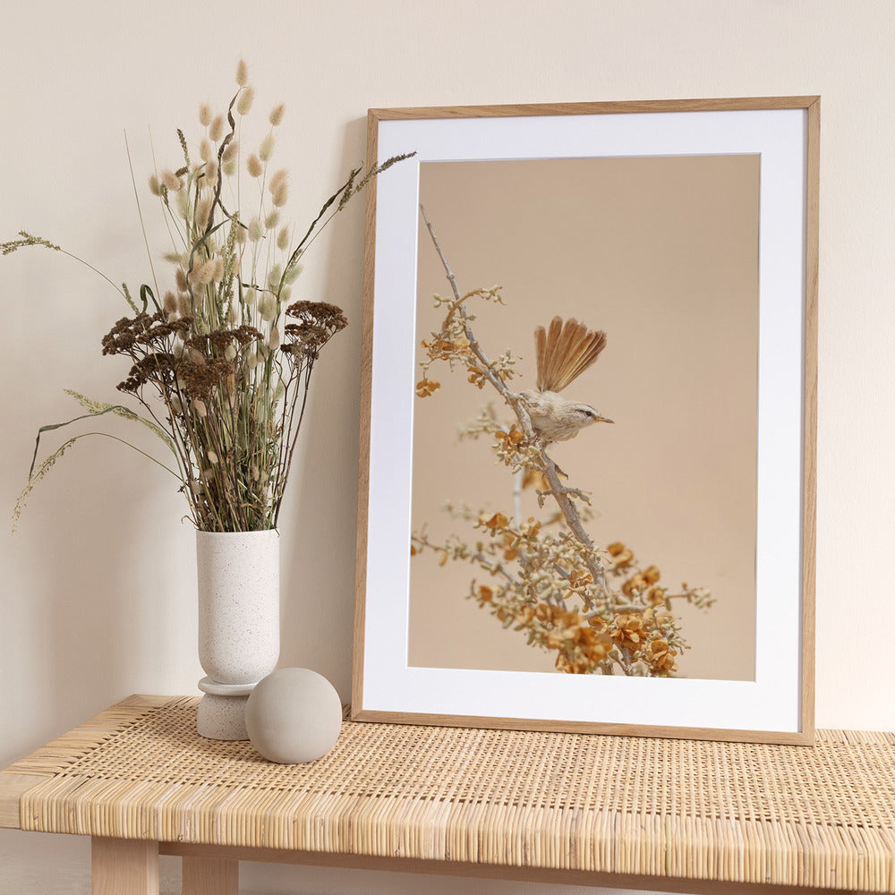 Scrub Warbler - Art Print by Shlomo Waldmann