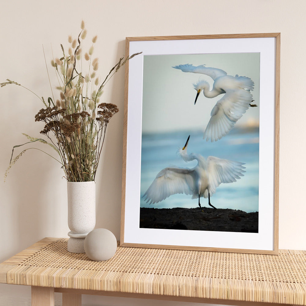 Snowy Egret Tango - Art Print by Ali Khataw