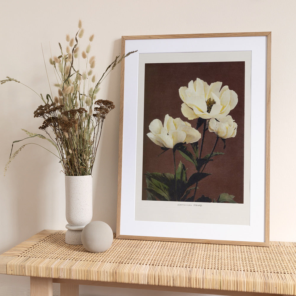 Hærdaceous Peony - Art Print by Ogawa Kazumasa