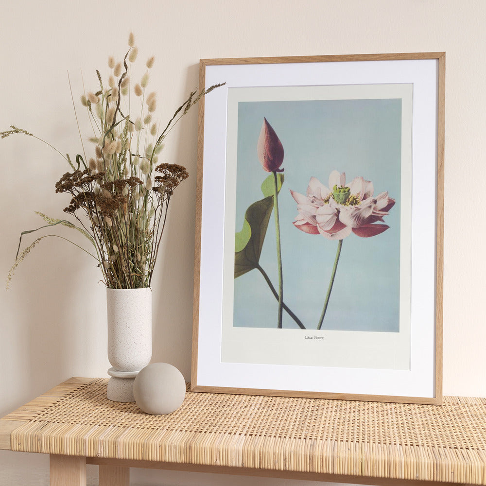 Lotus Flowers - Art Print by Ogawa Kazumasa