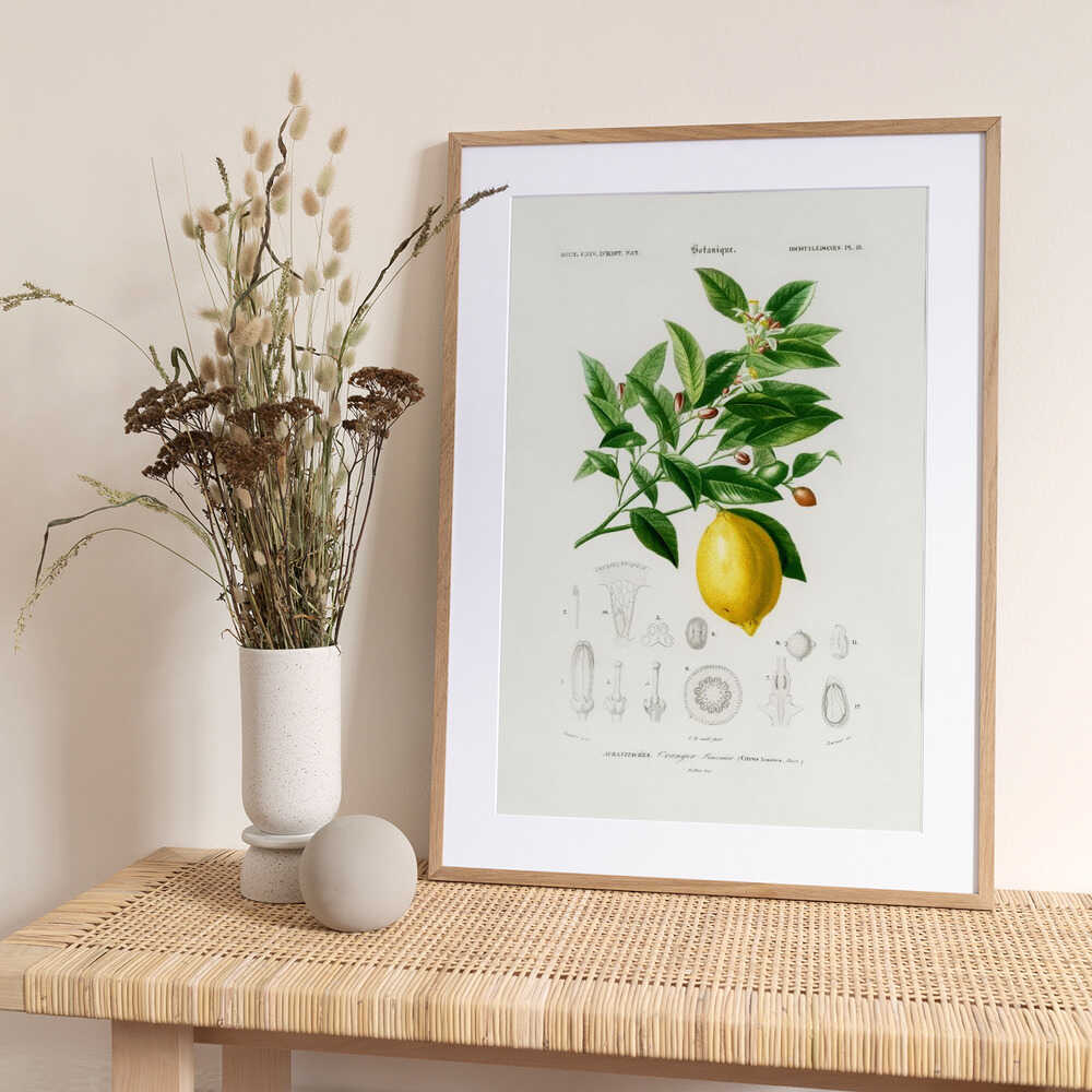 Lemon (citrus Limonium) - Art Print by Charles Dessalines D Orbigny