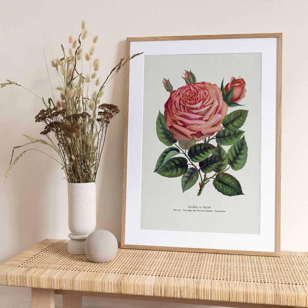 Pink Rose, Glorie De Dijon Lithograph - Art Print by Botanical Specimen Rochester Lithographing
