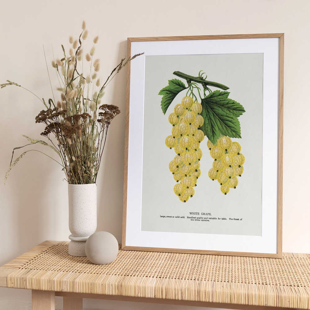 White Grape Lithograph - Art Print by Botanical Specimen Rochester Lithographing