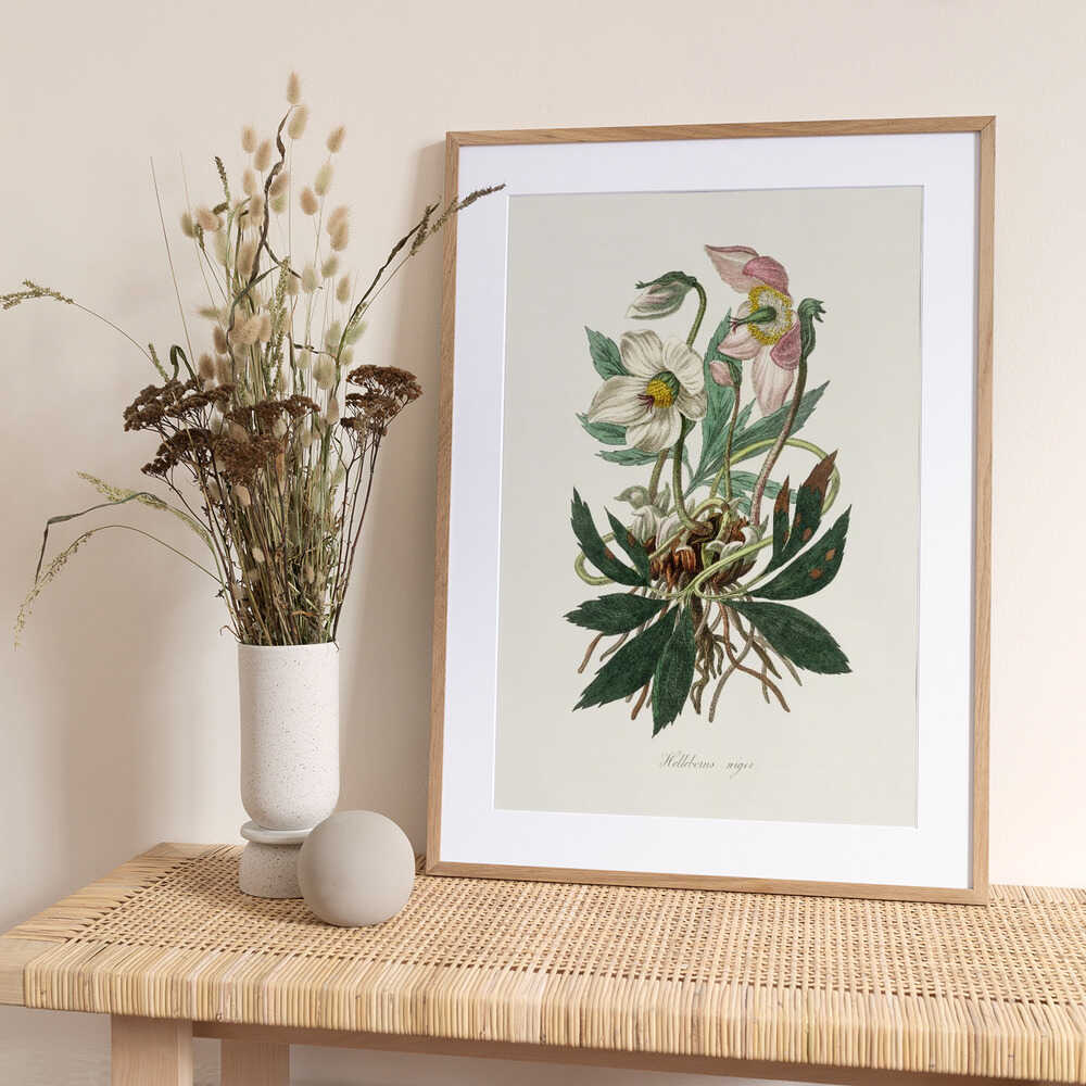 Christmas Rose (helleborus Niger) Medical Botany - Art Print by John Stephenson and James Morss Churchill