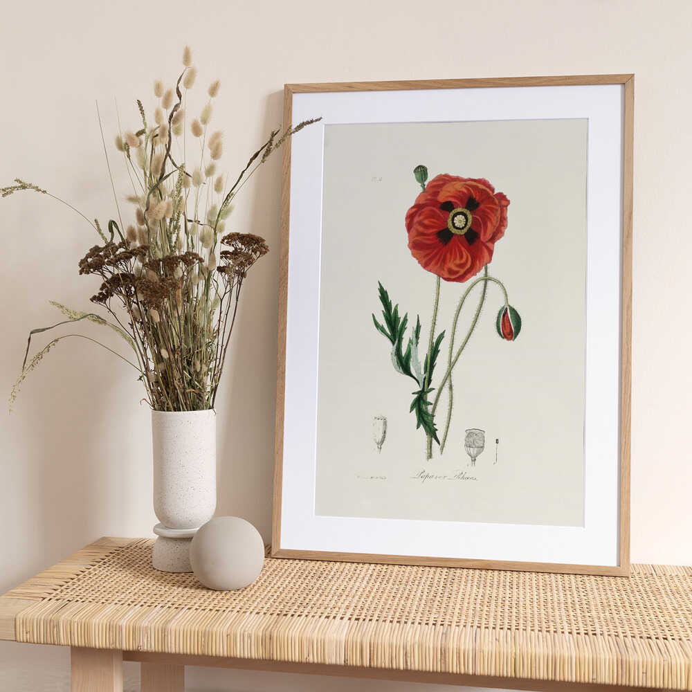Common Poppy (papaver Rhoeas) Medical Botany - Art Print by John Stephenson and James Morss Churchill
