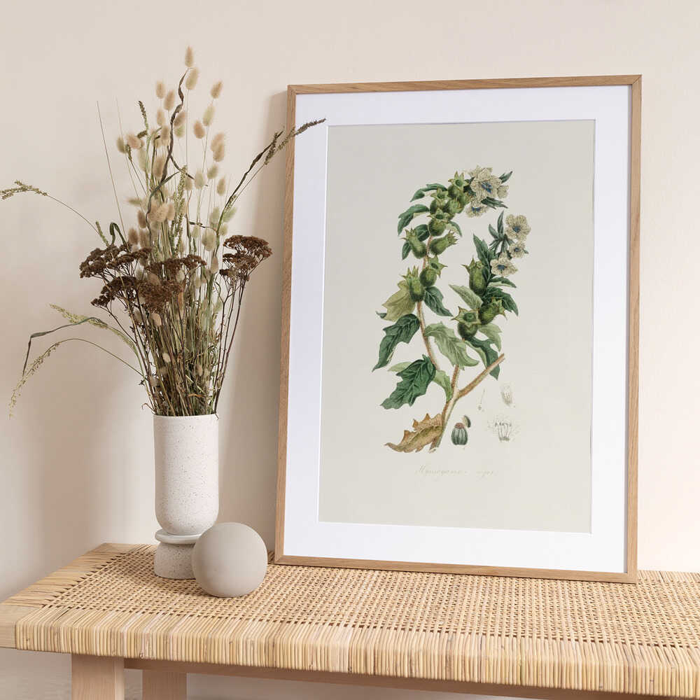 Henbane (hyoscyamus Niger) Medical Botany - Art Print by John Stephenson and James Morss Churchill