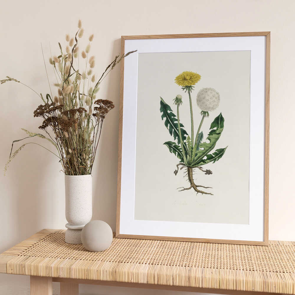 Leontodon Taraxacuma Medical Botany - Art Print by John Stephenson and James Morss Churchill