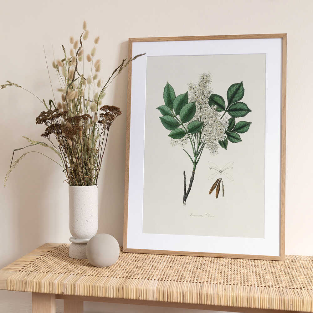 Manna Ash (fraxinus Ornus) Medical Botany - Art Print by John Stephenson and James Morss Churchill