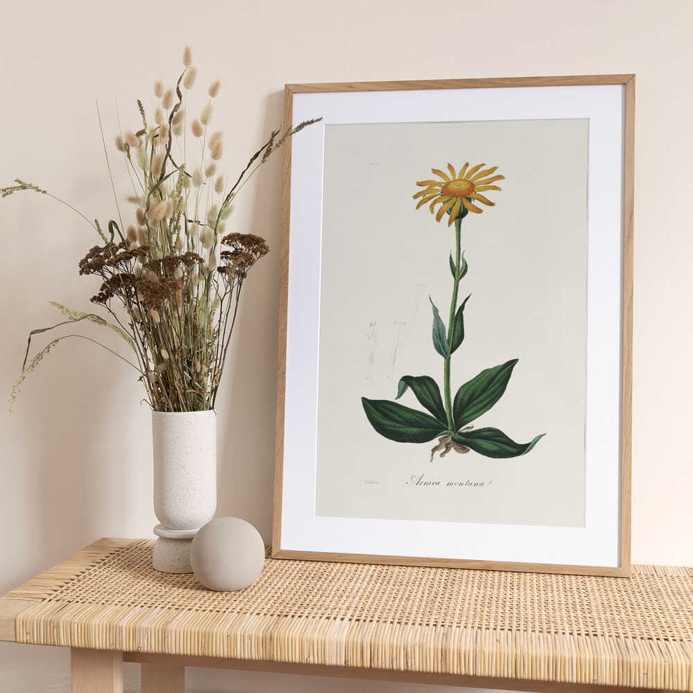 Mountain Arnica (arnica Montana) Medical Botany - Art Print by John Stephenson and James Morss Churchill