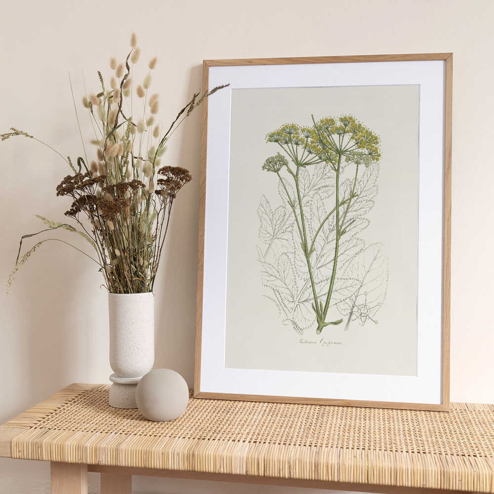 Opobalsam (pastinaca Opopanax) Medical Botany - Art Print by John Stephenson and James Morss Churchill