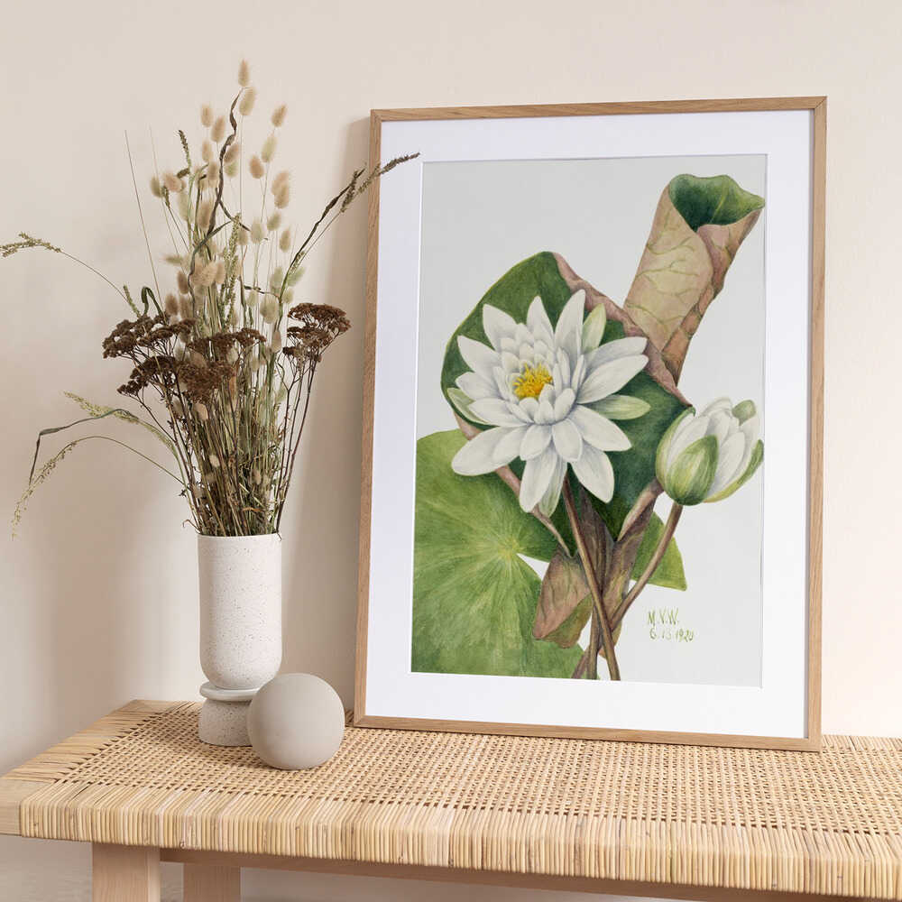 American Waterlily (1920) - Art Print by Mary Vaux Walcott
