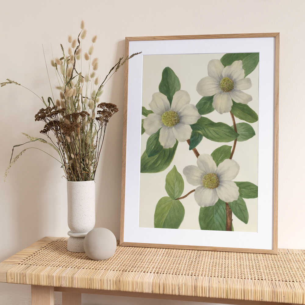 Pacific Dogwood - Art Print by Mary Vaux Walcott