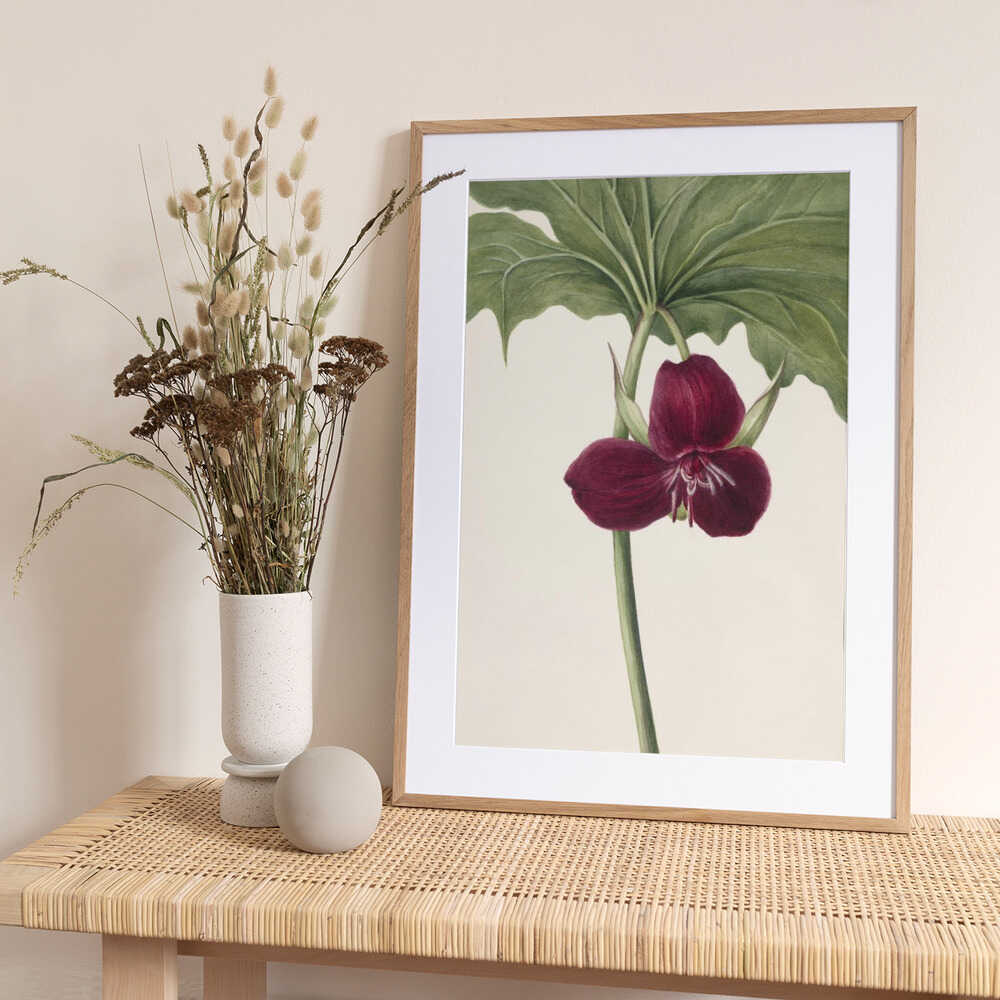 Sweet Trillium - Art Print by Mary Vaux Walcott