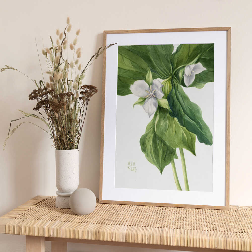 Wake Robin (1939) - Art Print by Mary Vaux Walcott