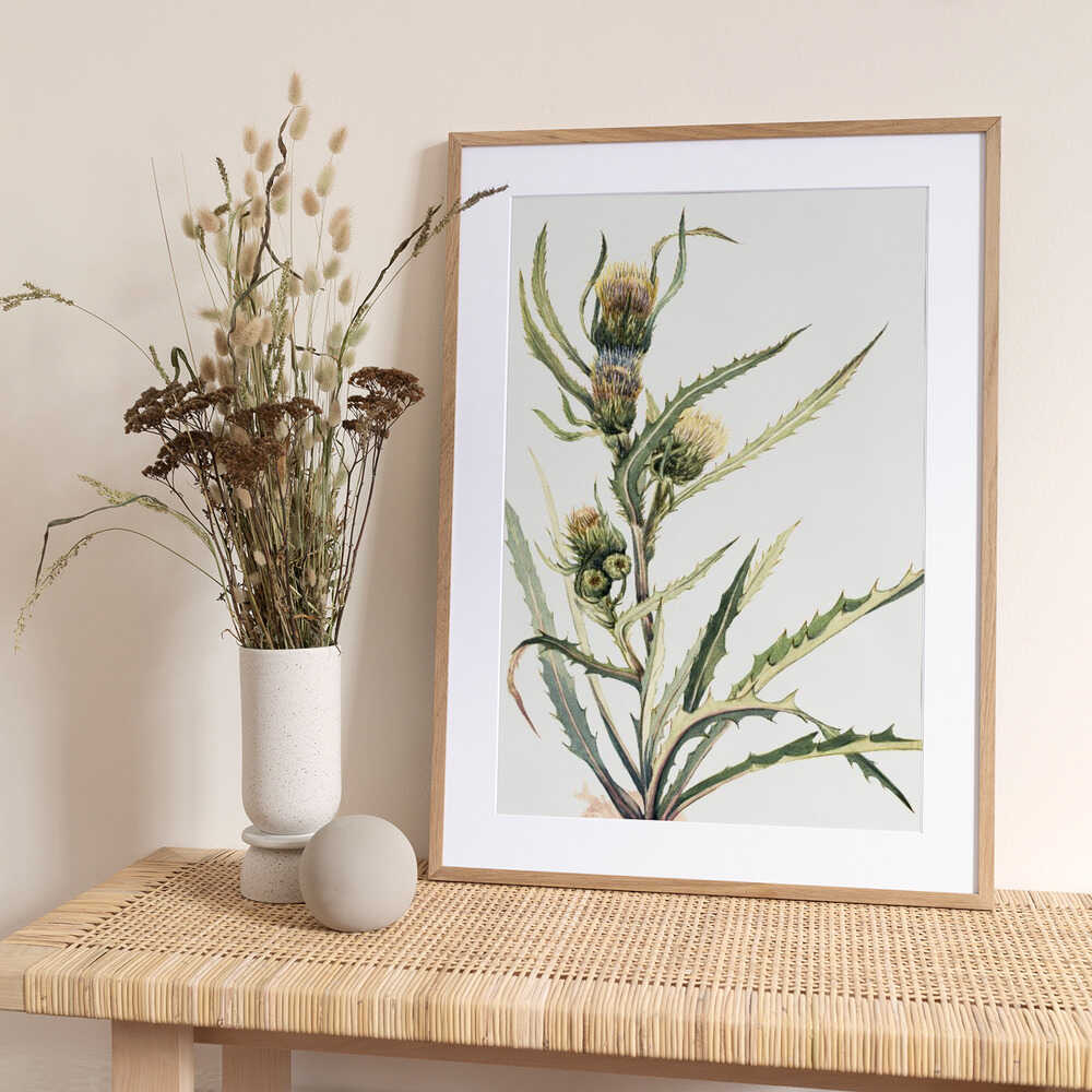 White Thistle - Art Print by Mary Vaux Walcott