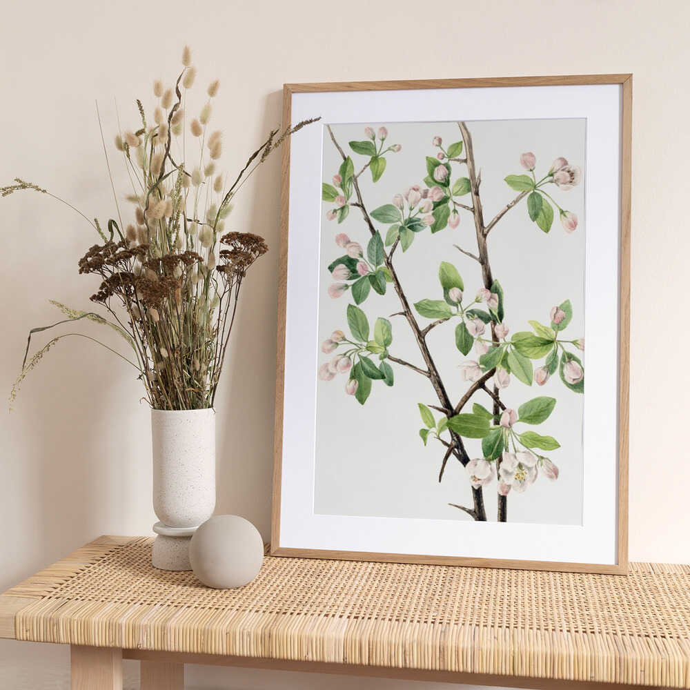 Wild Sweet Crab (1920) - Art Print by Mary Vaux Walcott