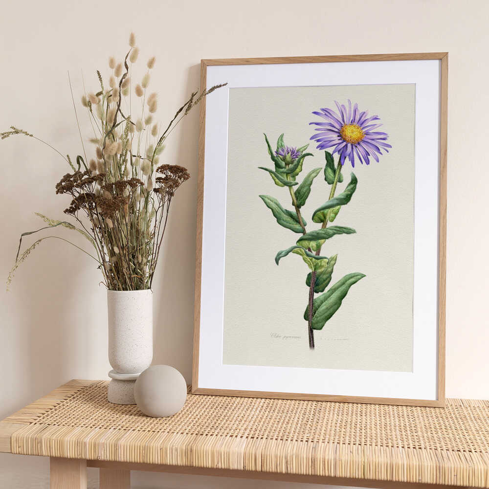 Aster Pyrenaeus - Art Print by Juan Hernaz