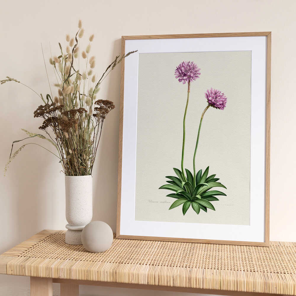 Armeria Cantabrica - Art Print by Juan Hernaz