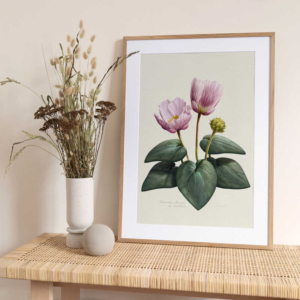 Ranunculus Cabrerensis - Art Print by Juan Hernaz