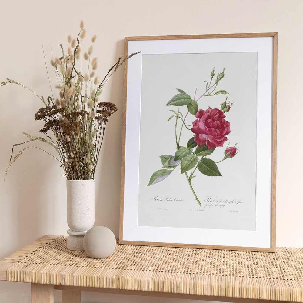 Blood Red Bengal Rose, Les Roses (1817–1824) - Art Print by Pierre-Joseph Redoute