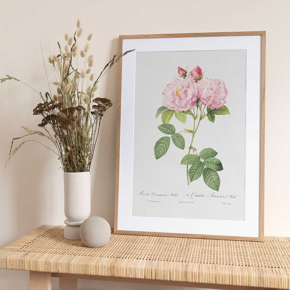 Rosa Bifera Officinalis, Les Roses (1817–1824) - Art Print by Pierre-Joseph Redoute