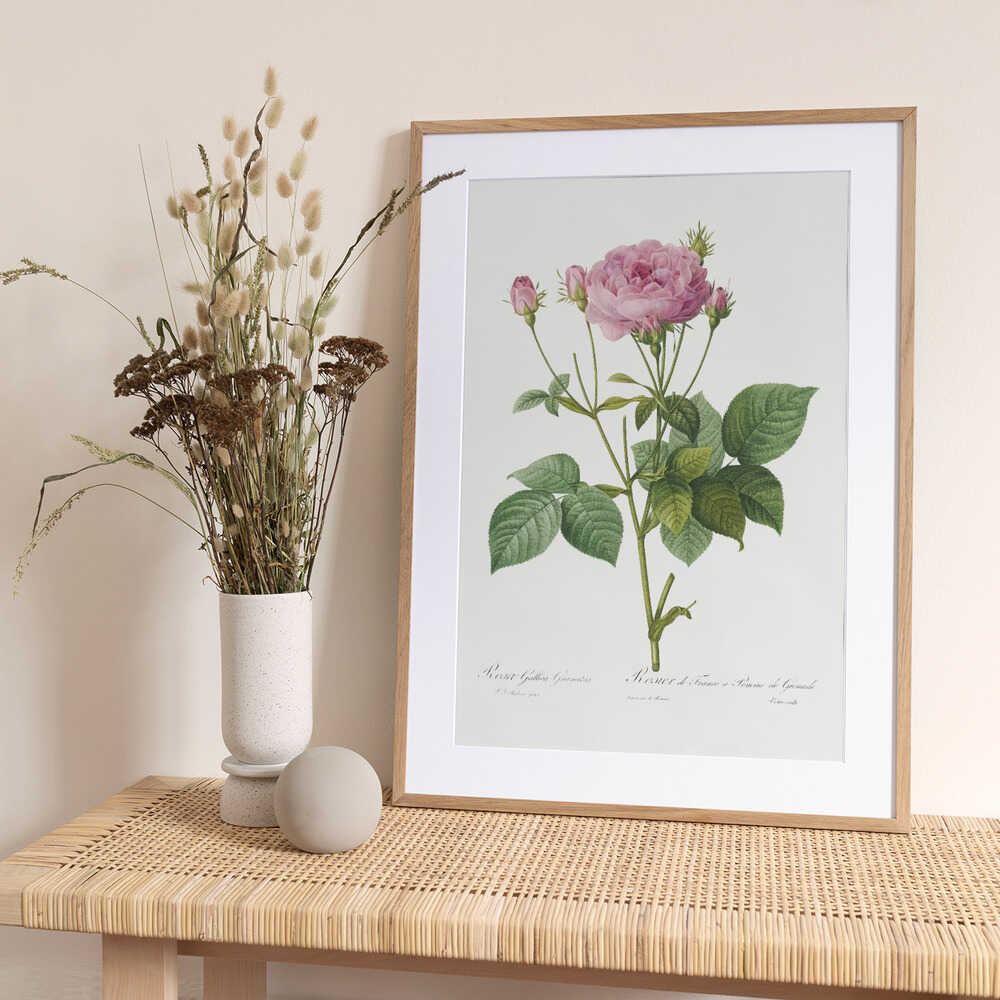 Rosa Gallica Granules, Les Roses (1817–1824) - Art Print by Pierre-Joseph Redoute