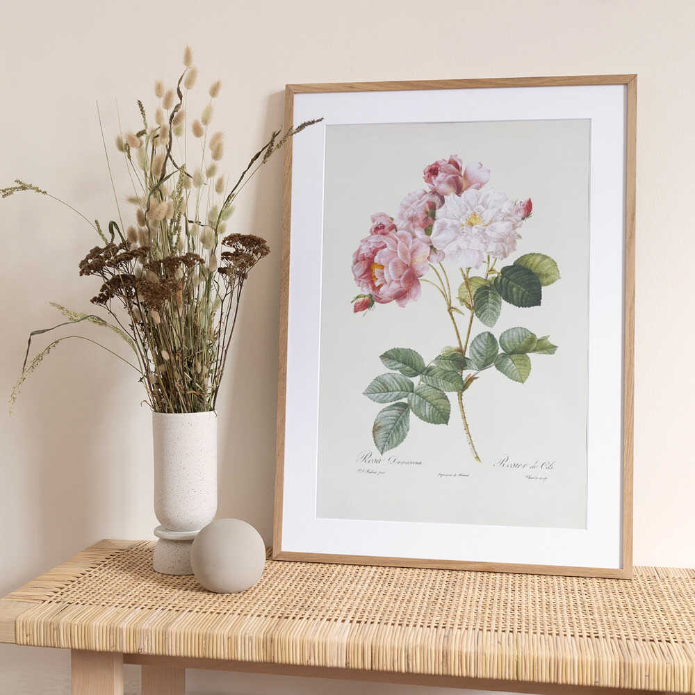 Rosebush, Les Roses (1817–1824) - Art Print by Pierre-Joseph Redoute