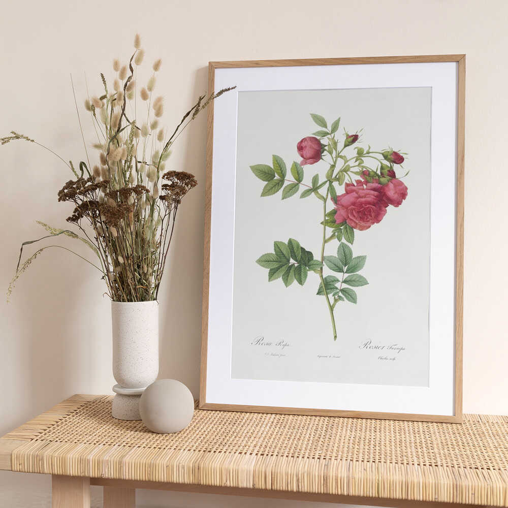 Turnip Roses, Les Roses (1817–1824) - Art Print by Pierre-Joseph Redoute