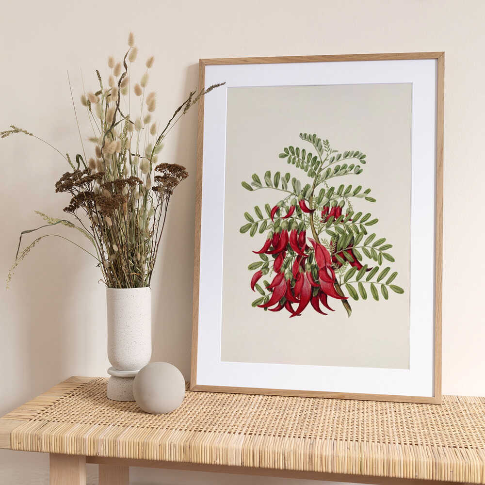 Kowhai Clianthus Puniceus Drawn By Sarah Featon (1848–1927) - Art Print by Sarah Featon