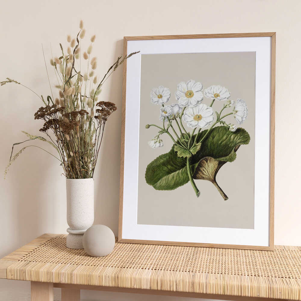 The Mountain Lily Drawn By Sarah Featon (1848–1927) - Art Print by Sarah Featon