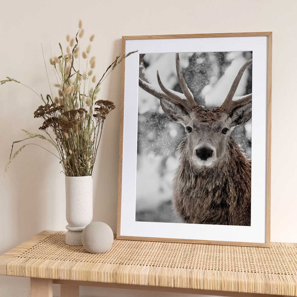 Winter Stag - Art Print by Monika Strigel