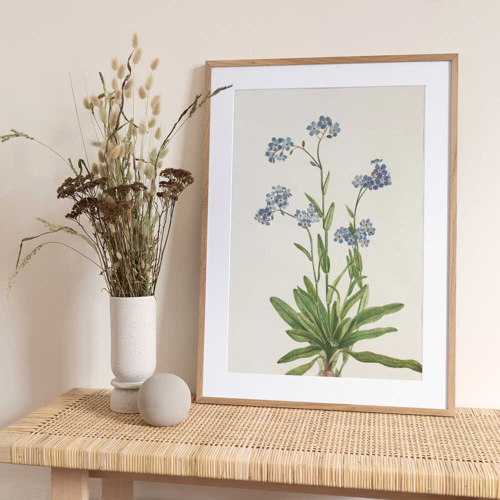 Alpine Forget Me Not From North American Wildflowers (1925) By Mary Vaux Walcott - Art Print by Mary Vaux Walcott