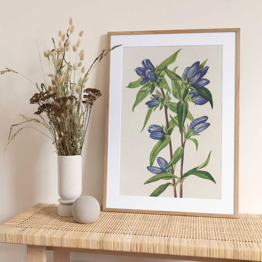 Bottle Gentian From North American Wildflowers (1925) By Mary Vaux Walcott - Art Print by Mary Vaux Walcott