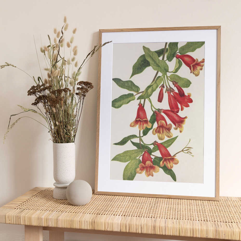 Crossvine From North American Wildflowers (1925) By Mary Vaux Walcott - Art Print by Mary Vaux Walcott