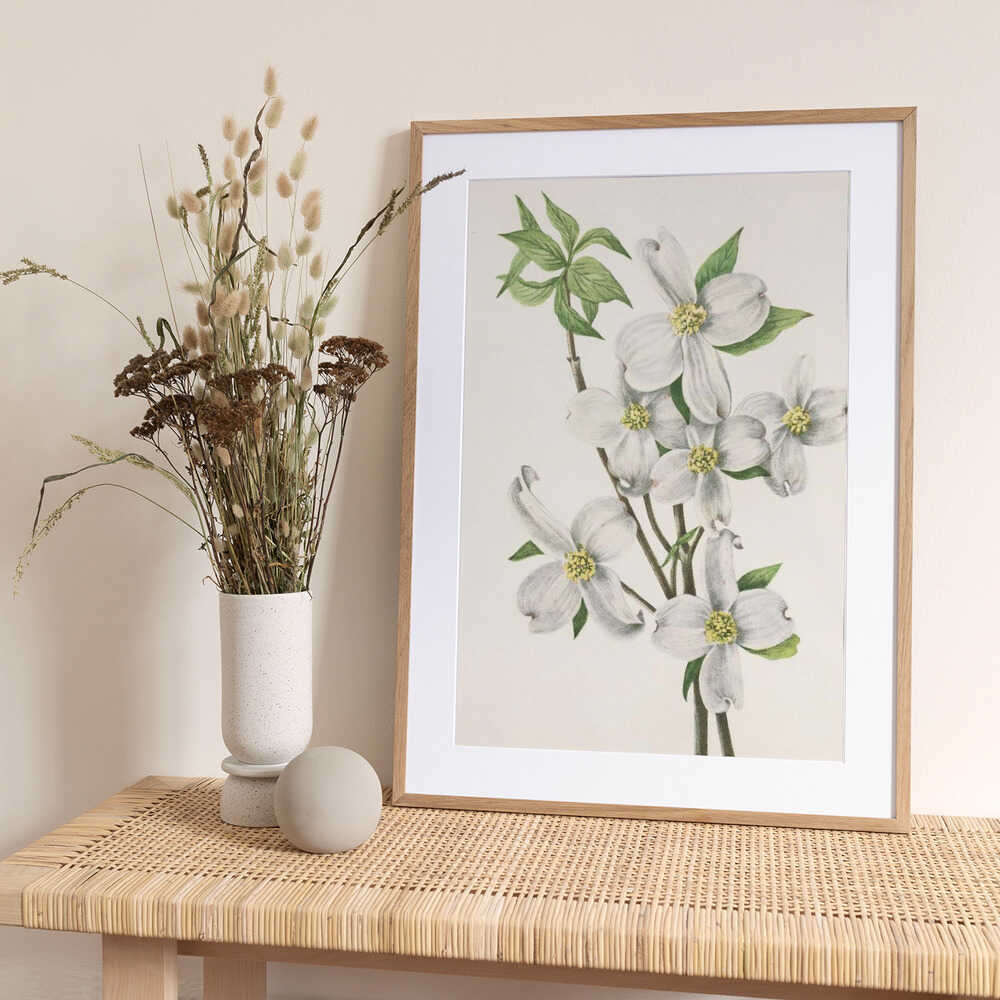 Flowering Dogwood From North American Wildflowers (1925) By Mary Vaux Walcott - Art Print by Mary Vaux Walcott