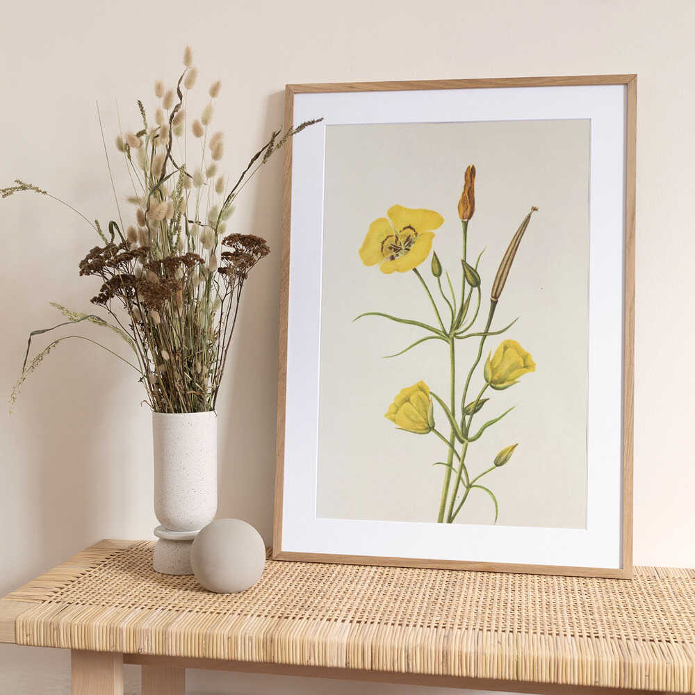 Goldenbowl Mariposa From North American Wildflowers (1925) By Mary Vaux Walcott - Art Print by Mary Vaux Walcott