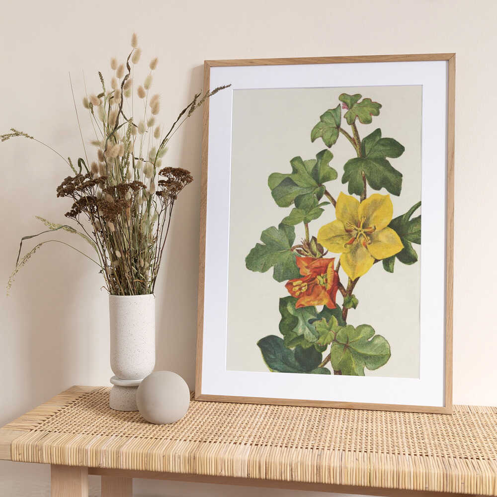 Mexican Fremontia From North American Wildflowers (1925) By Mary Vaux Walcott - Art Print by Mary Vaux Walcott